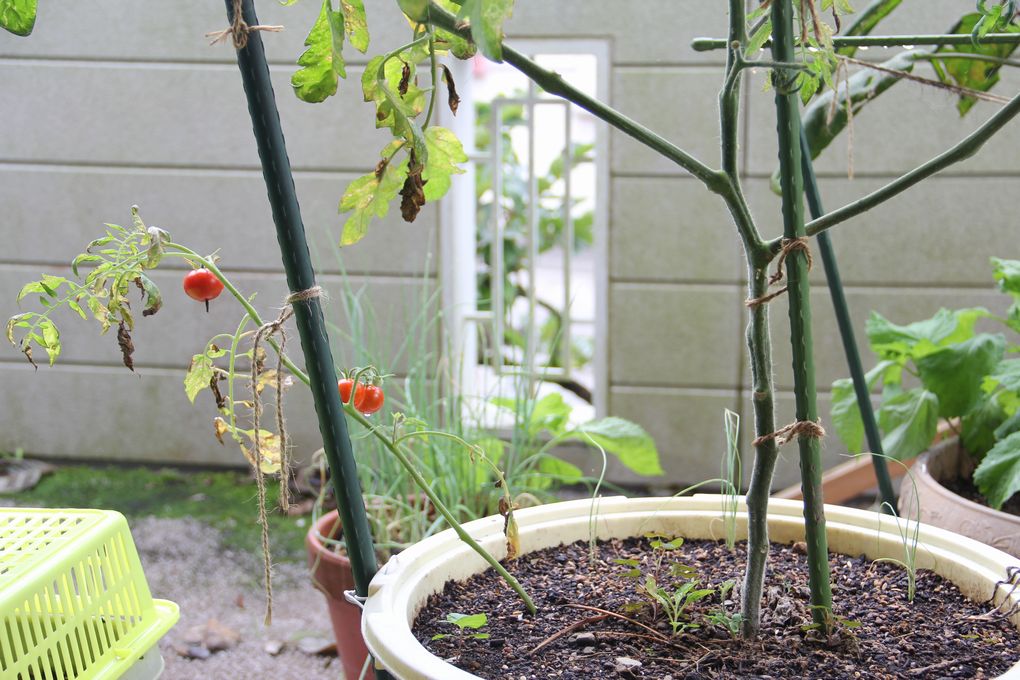 ベランダ栽培トマト 予備の挿し木苗 成長せず 4個収穫 味は 湖 畔 タ イ ム
