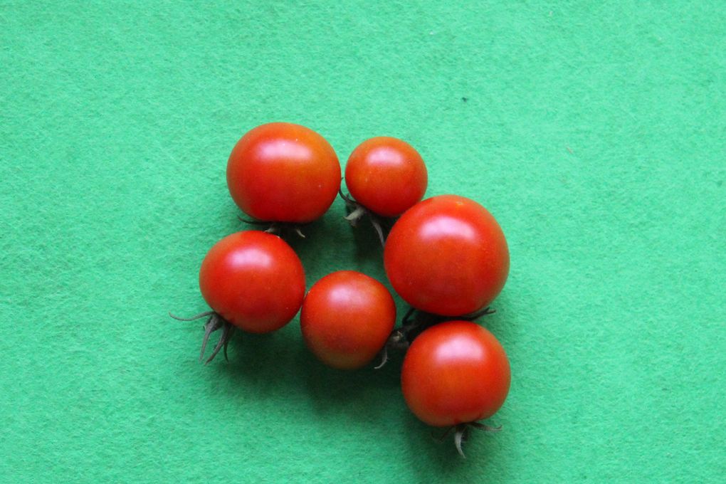 20150806収穫トマト