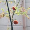 挿し木トマト