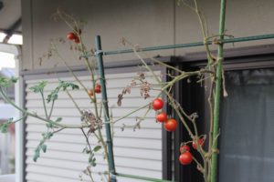 ベランダ栽培トマト