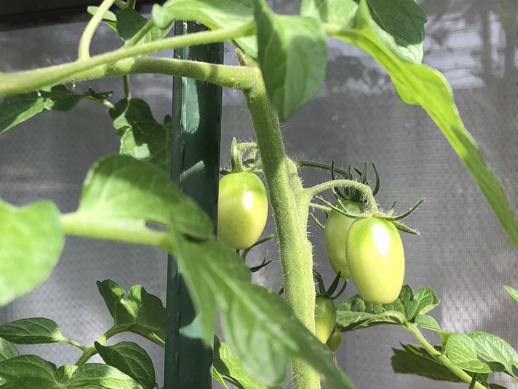不織布プランター栽培トマト