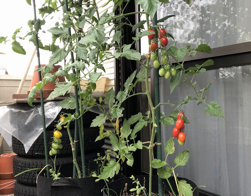 ミニ トマト 鉢植え ミニトマトは1年で終わり