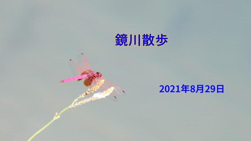 鏡川散歩、20210829